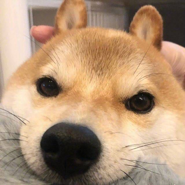 菜狗